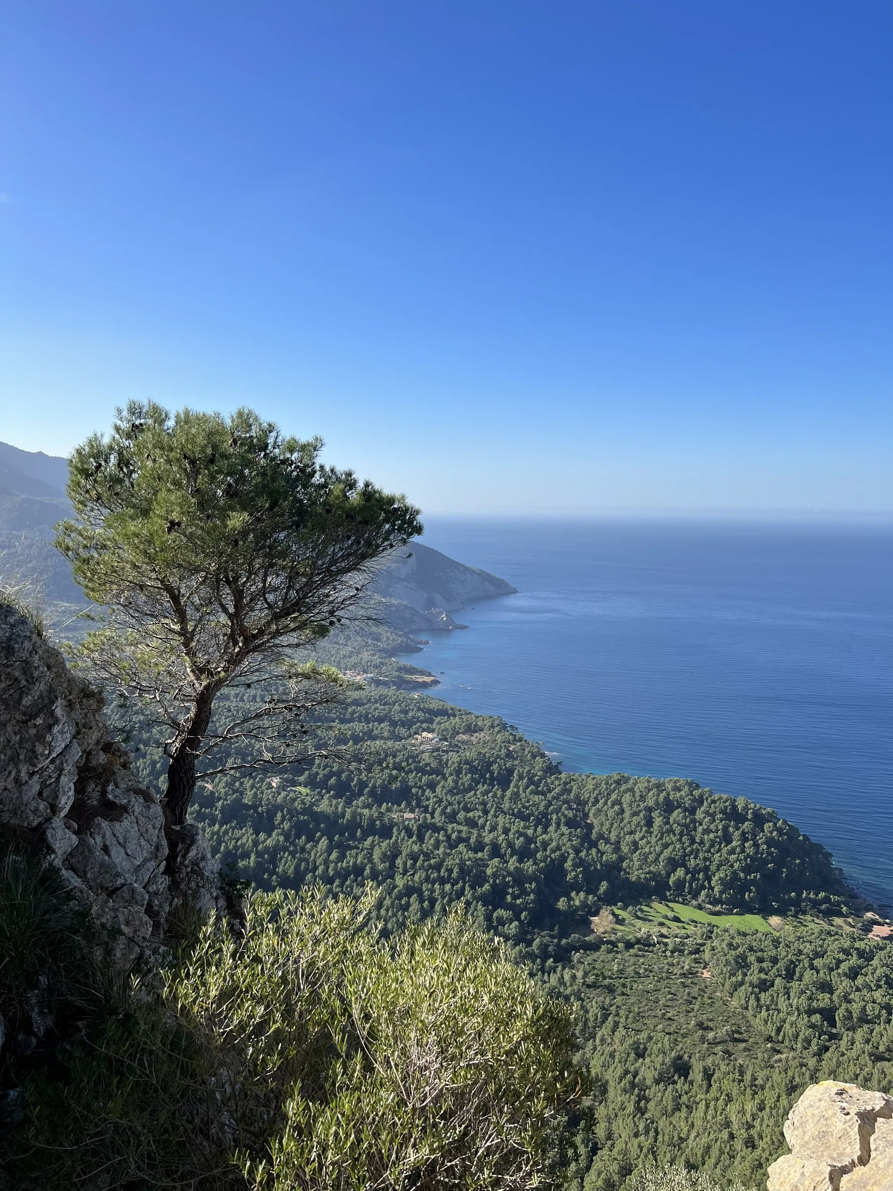 A pine growing on the cliff edge at Banyalbufar, with the bay and wooded slopes behind
