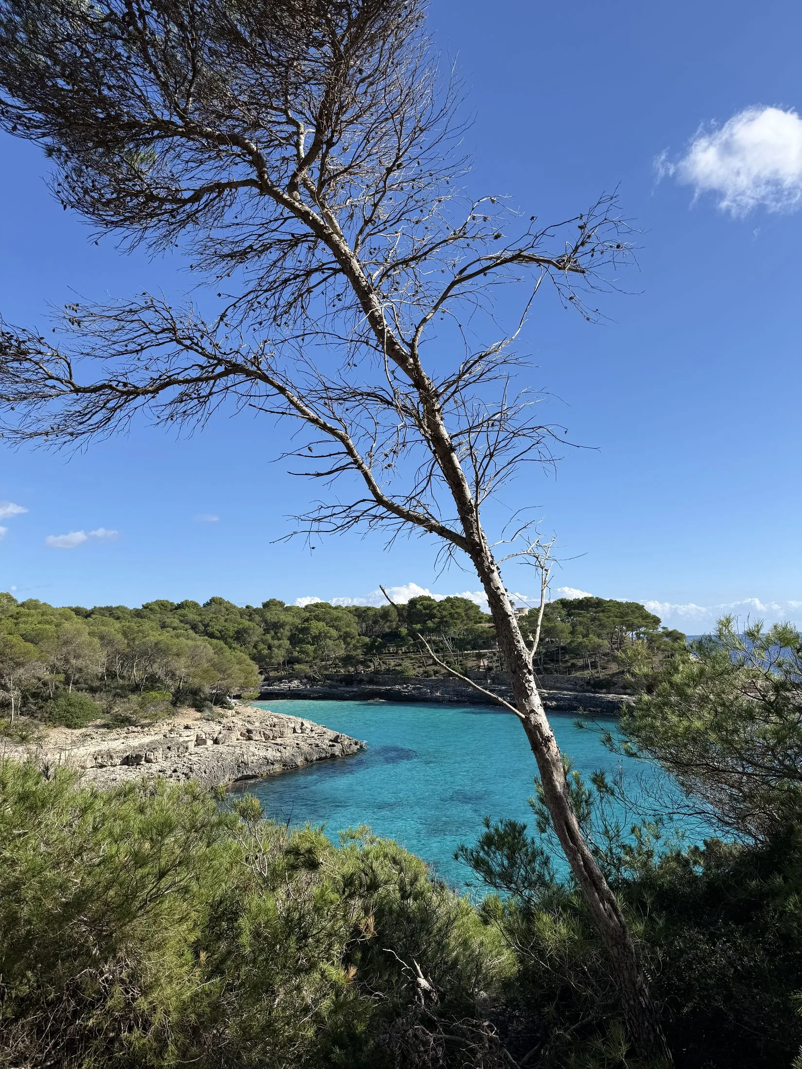 A pine leaning out over the turquoise water of the cove at Mondragó.